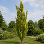 Buk lesný (Fagus sylvatica) ‘DAWYCK GOLD’ - výška 40-60 cm, kont. C5L